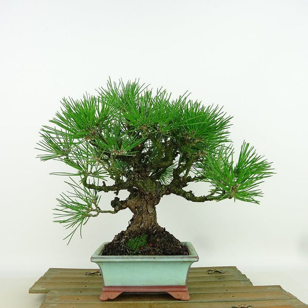 盆栽 松 黒松 樹高 約22cm くろまつ Pinus thunbergii クロマツ マツ科 常緑針葉樹 観賞用 n1198414501