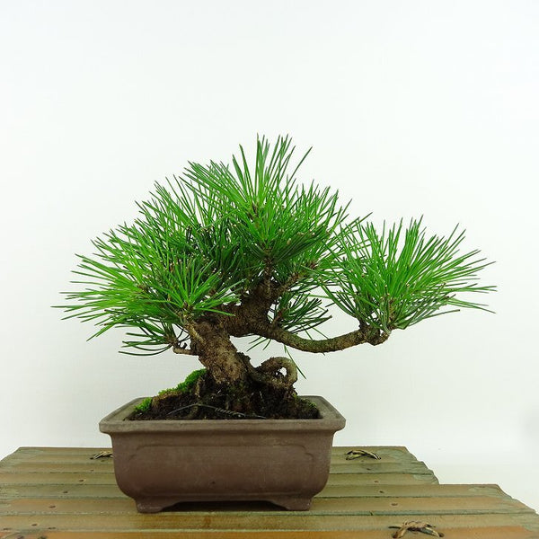 盆栽 松 黒松 樹高 約15cm くろまつ Pinus thunbergii クロマツ マツ科 常緑針葉樹 観賞用 小品 e1198412817