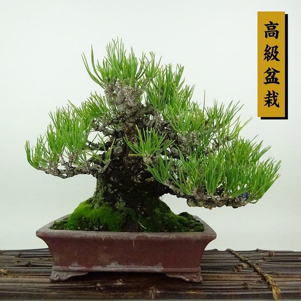 盆栽 松 黒松 樹高 約19cm くろまつ 高級盆栽 Pinus thunbergii クロマツ マツ科 常緑針葉樹 観賞用 小品 v1198435493