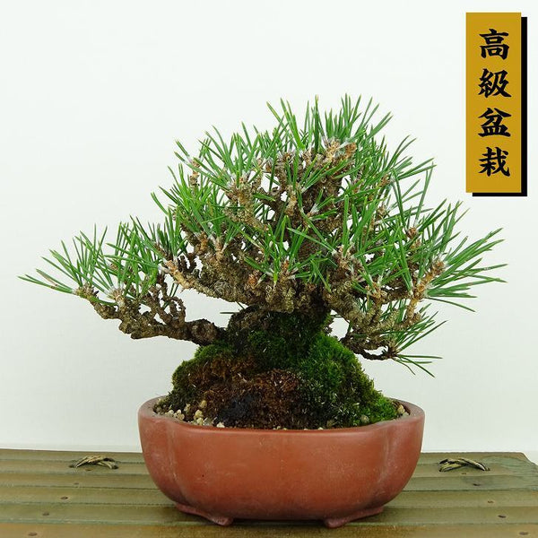 盆栽 松 黒松 樹高 約13cm くろまつ 高級盆栽 Pinus thunbergii クロマツ マツ科 常緑針葉樹 観賞用 小品 u1198425334