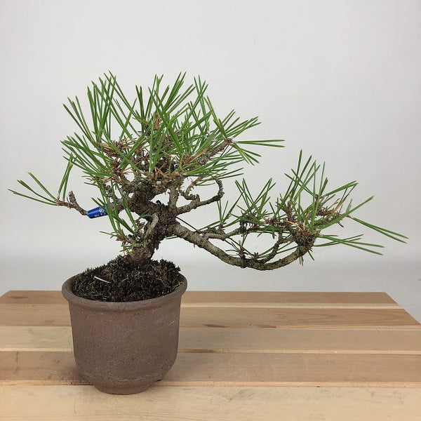 盆栽 松 黒松 樹高 約14cm くろまつ Pinus thunbergii クロマツ マツ科 常緑針葉樹 観賞用 小品 h1198419890