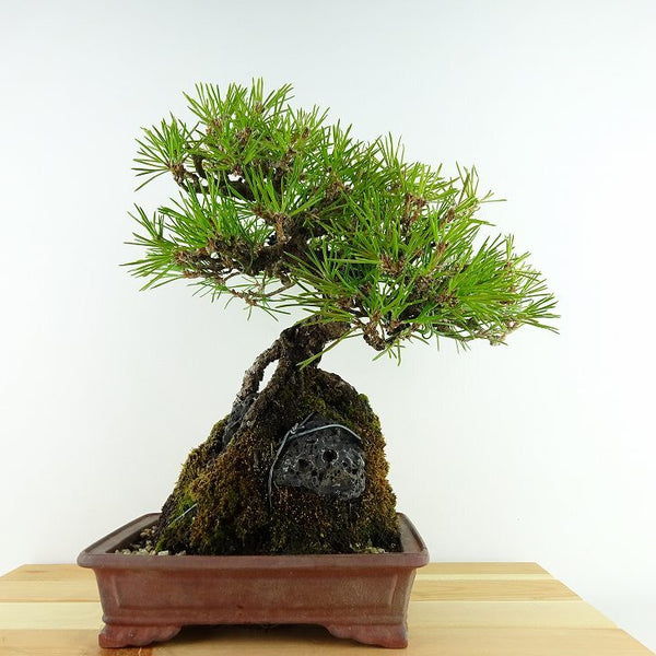 盆栽 松 黒松 樹高 約27cm くろまつ Pinus thunbergii クロマツ 石付き マツ科 常緑針葉樹 観賞用 q1198411388
