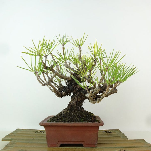 盆栽 松 黒松 樹高 約19cm くろまつ Pinus thunbergii クロマツ マツ科 常緑針葉樹 観賞用 小品 n1198405244