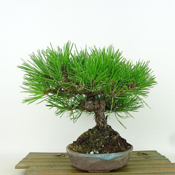 盆栽 松 黒松 樹高 約20cm くろまつ Pinus thunbergii クロマツ マツ科 常緑針葉樹 観賞用 小品 h1198423825
