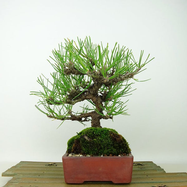 盆栽 松 黒松 樹高 約19cm くろまつ Pinus thunbergii クロマツ マツ科 常緑針葉樹 観賞用 小品 f1198410177