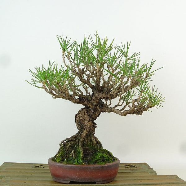 盆栽 松 黒松 樹高 約22cm くろまつ Pinus thunbergii クロマツ マツ科 常緑針葉樹 観賞用 g1198419367