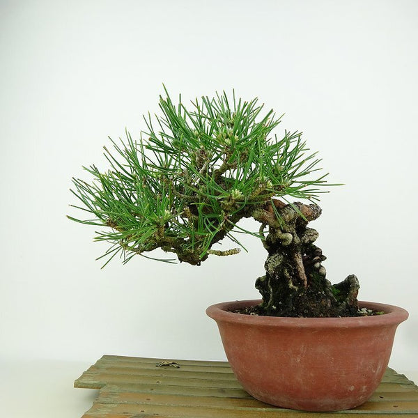 盆栽 松 黒松 樹高 約18cm くろまつ Pinus thunbergii クロマツ マツ科 常緑針葉樹 観賞用 小品 p1198412149