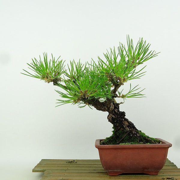 盆栽 松 黒松 樹高 約20cm くろまつ Pinus thunbergii クロマツ マツ科 常緑針葉樹 観賞用 小品 d1198424914