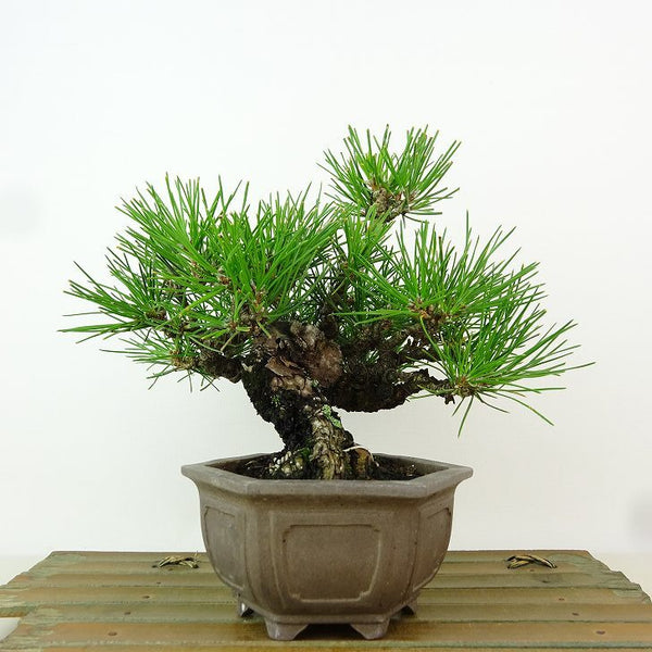 盆栽 松 黒松 樹高 約17cm くろまつ Pinus thunbergii クロマツ マツ科 常緑針葉樹 観賞用 小品 j1198407496