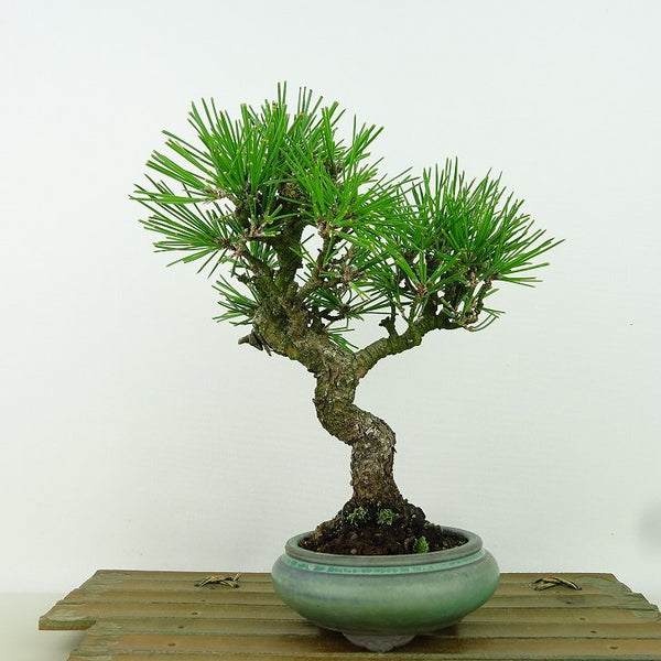 盆栽 松 黒松 樹高 約20cm くろまつ Pinus thunbergii クロマツ マツ科 常緑針葉樹 観賞用 小品 v1198436729