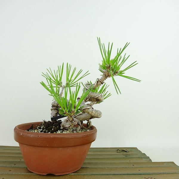 盆栽 松 黒松 登り竜 樹高 約13cm くろまつ Pinus thunbergii クロマツ マツ科 常緑針葉樹 観賞用 小品 x1198408341