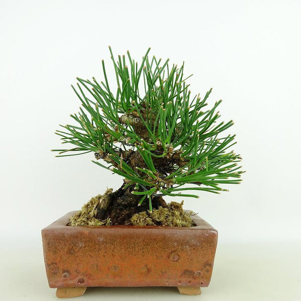 盆栽 松 黒松 樹高 約14cm くろまつ Pinus thunbergii クロマツ マツ科 常緑針葉樹 観賞用 小品 l1198413407