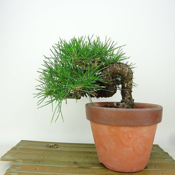 盆栽 松 黒松 樹高 約14cm くろまつ Pinus thunbergii クロマツ マツ科 常緑針葉樹 観賞用 小品 1198405373