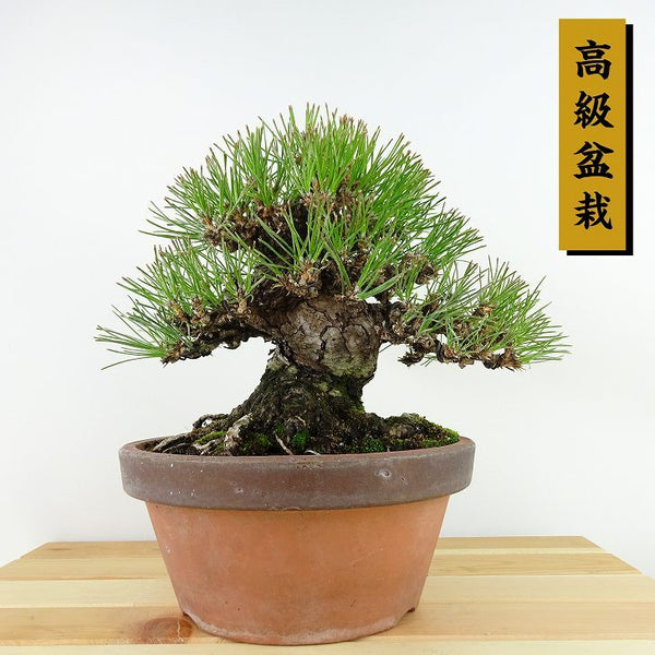 盆栽 松 黒松 樹高 約18cm くろまつ 高級盆栽 Pinus thunbergii クロマツ マツ科 常緑針葉樹 観賞用 小品 r1198400946