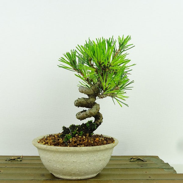 盆栽 松 黒松 樹高 約13cm くろまつ Pinus thunbergii クロマツ マツ科 常緑針葉樹 観賞用 小品 c1198406688