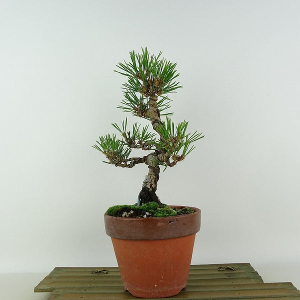 盆栽 松 黒松 樹高 約23cm くろまつ Pinus thunbergii クロマツ マツ科 常緑針葉樹 観賞用 x1198411739