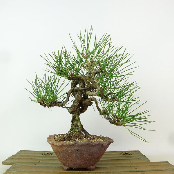 盆栽 松 黒松 樹高 約20cm くろまつ Pinus thunbergii クロマツ マツ科 常緑針葉樹 観賞用 小品 h1198425133