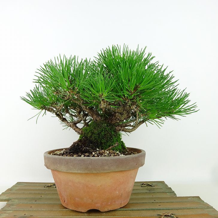盆栽 松 黒松 樹高 約15cm くろまつ Pinus thunbergii クロマツ マツ科 常緑針葉樹 観賞用 小品 ...