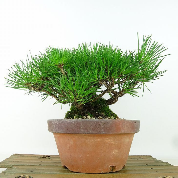 盆栽 松 黒松 樹高 約15cm くろまつ Pinus thunbergii クロマツ マツ科 常緑針葉樹 観賞用 小品 ...