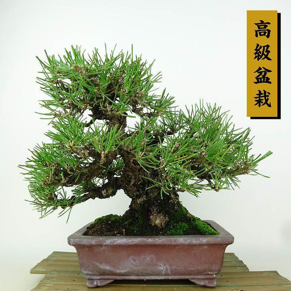 盆栽 松 黒松 樹高 約21cm くろまつ 高級盆栽 Pinus thunbergii クロマツ マツ科 常緑針葉樹 観賞用 1198408207