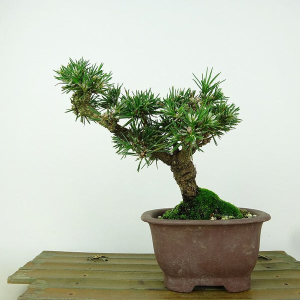 盆栽 松 黒松 樹高 約14cm くろまつ Pinus thunbergii クロマツ マツ科 常緑針葉樹 観賞用 小品 n1198413955