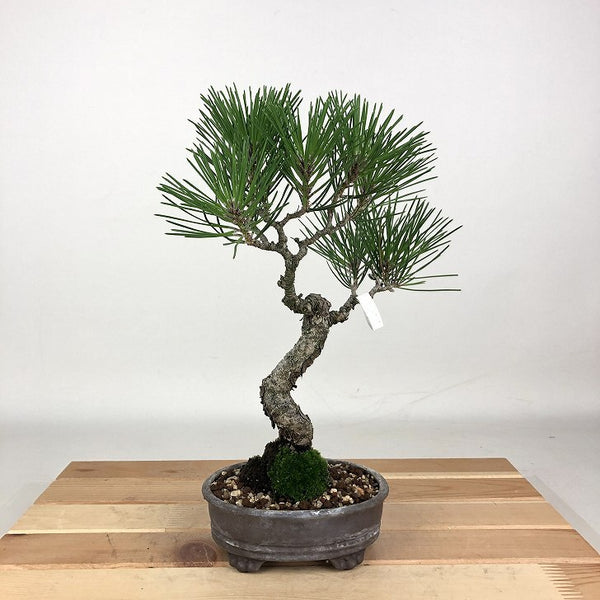 盆栽 松 黒松 樹高 25cm くろまつ Pinus thunbergii クロマツ マツ科 常緑針葉樹 観賞用 b1198422064