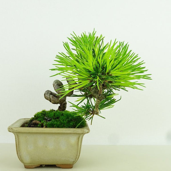 盆栽 松 黒松 樹高 10cm くろまつ Pinus thunbergii クロマツ マツ科 常緑針葉樹 観賞用 小品 d1198425168