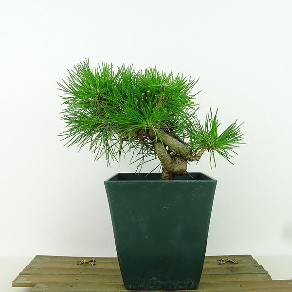 盆栽 松 黒松 樹高 14cm くろまつ Pinus thunbergii クロマツ マツ科 常緑針葉樹 観賞用 小品 j1198415323