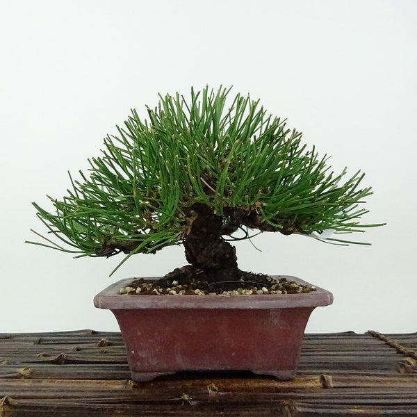 盆栽 松 黒松 樹高 約14cm くろまつ Pinus thunbergii クロマツ マツ科 常緑針葉樹 観賞用 小品 l1198413275
