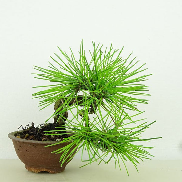 盆栽 松 黒松 樹高 上下 約13cm くろまつ Pinus thunbergii クロマツ マツ科 常緑針葉樹 観賞用 小品 d1198427601