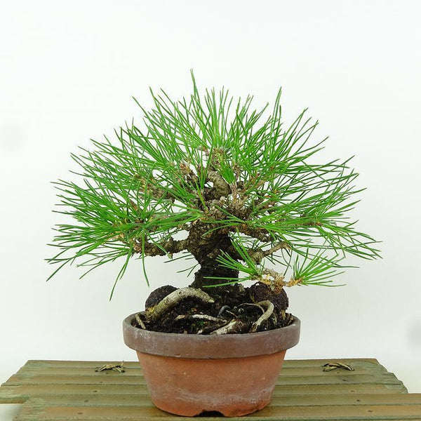 盆栽 松 黒松 樹高 約17cm くろまつ Pinus thunbergii クロマツ マツ科 常緑針葉樹 観賞用 小品 s1198411097