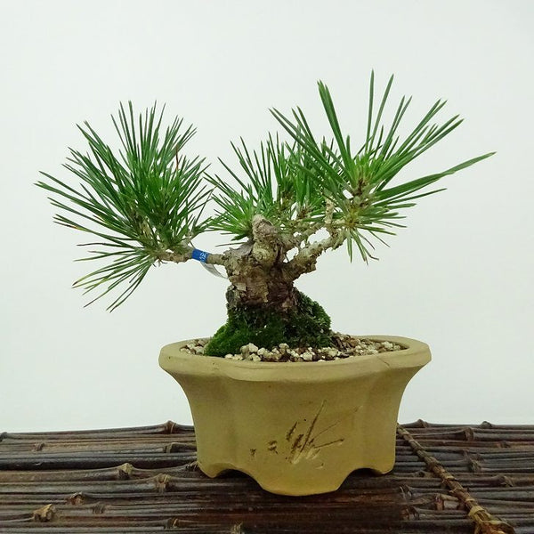 盆栽 松 黒松 樹高 約11cm くろまつ Pinus thunbergii クロマツ マツ科 常緑針葉樹 観賞用 小品 t1198410973