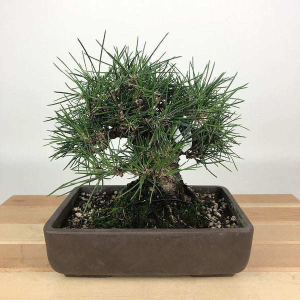 盆栽 松 黒松 樹高 約15cm くろまつ Pinus thunbergii クロマツ マツ科 常緑針葉樹 観賞用 小品 n1198402646