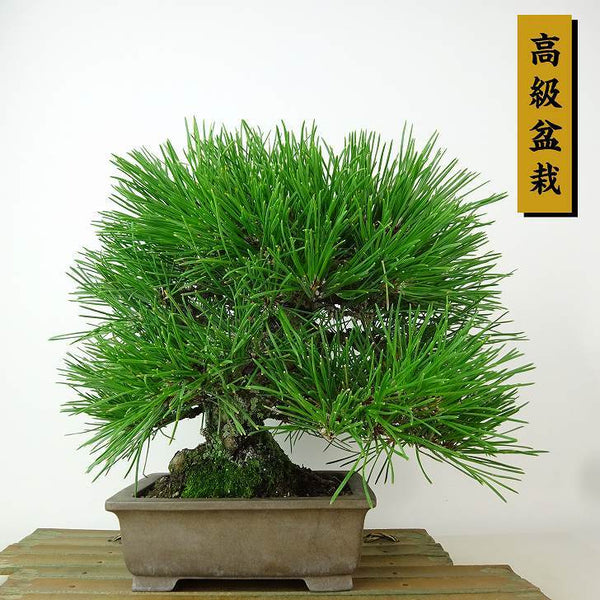 盆栽 松 黒松 樹高 約22cm くろまつ 高級盆栽 Pinus thunbergii クロマツ マツ科 常緑針葉樹 観賞用 c1198404994