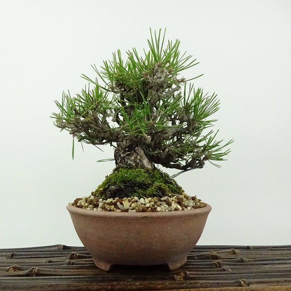 盆栽 松 黒松 樹高 約14cm くろまつ Pinus thunbergii クロマツ マツ科 常緑針葉樹 観賞用 小品 q1198415119
