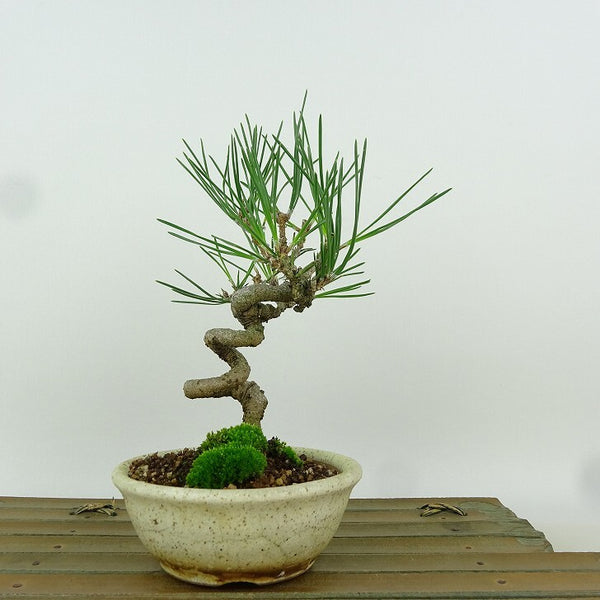 盆栽 松 黒松 樹高 16cm くろまつ Pinus thunbergii クロマツ マツ科 常緑針葉樹 観賞用 小品 u1198424594