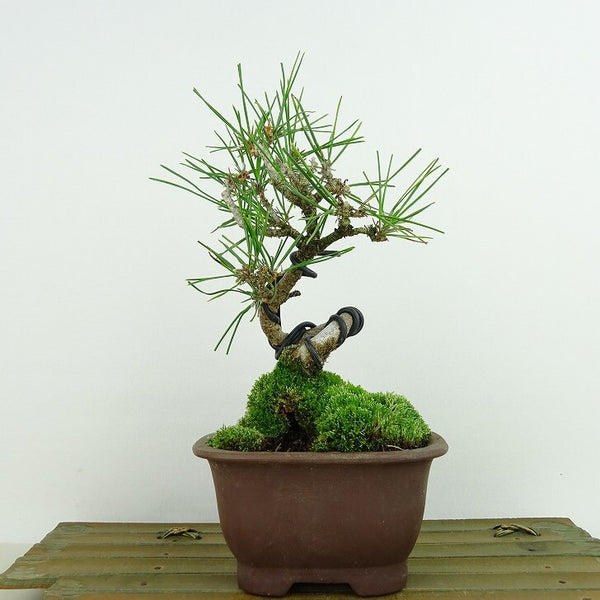 盆栽 松 黒松 樹高 約18cm くろまつ Pinus thunbergii クロマツ マツ科 常緑針葉樹 観賞用 小品 x1198410835