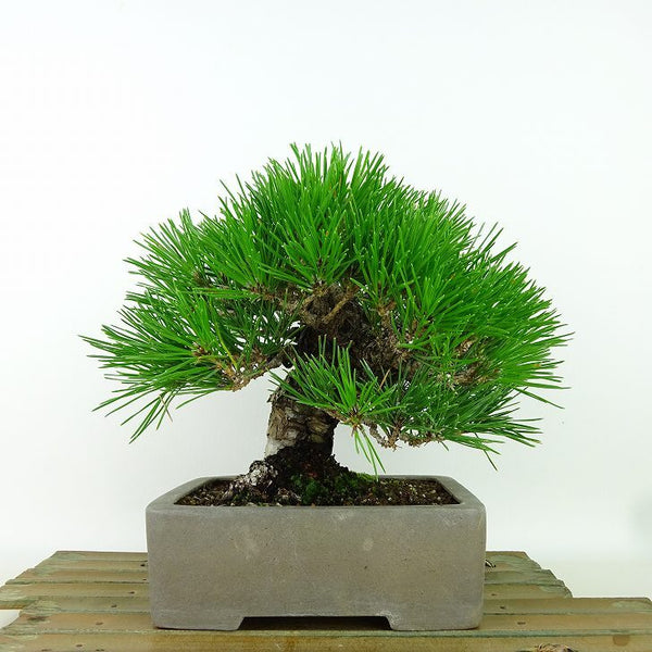 盆栽 松 黒松 樹高 約17cm くろまつ Pinus thunbergii クロマツ マツ科 常緑針葉樹 観賞用 小品 h1198428707