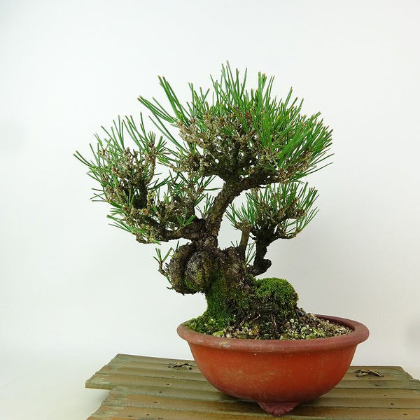 盆栽 松 黒松 樹高 約19cm くろまつ Pinus thunbergii クロマツ マツ科 常緑針葉樹 観賞用 小品 d1198424375