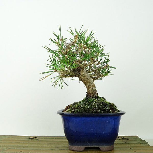 盆栽 松 黒松 樹高 約15cm くろまつ Pinus thunbergii クロマツ マツ科 常緑針葉樹 観賞用 小品 k1198412717