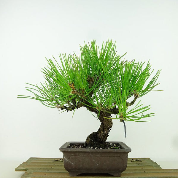 盆栽 松 黒松 樹高 約21cm くろまつ Pinus thunbergii クロマツ マツ科 常緑針葉樹 観賞用 r1198411550