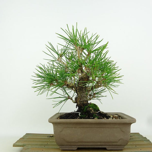 盆栽 松 黒松 樹高 約18cm くろまつ Pinus thunbergii クロマツ マツ科 常緑針葉樹 観賞用 小品 1198402597