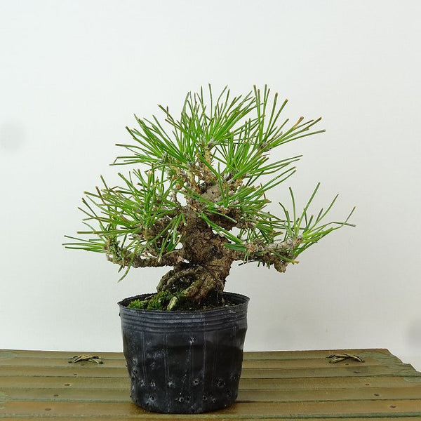 盆栽 松 黒松 樹高 約13cm くろまつ Pinus thunbergii クロマツ マツ科 常緑針葉樹 観賞用 小品 c1198409559