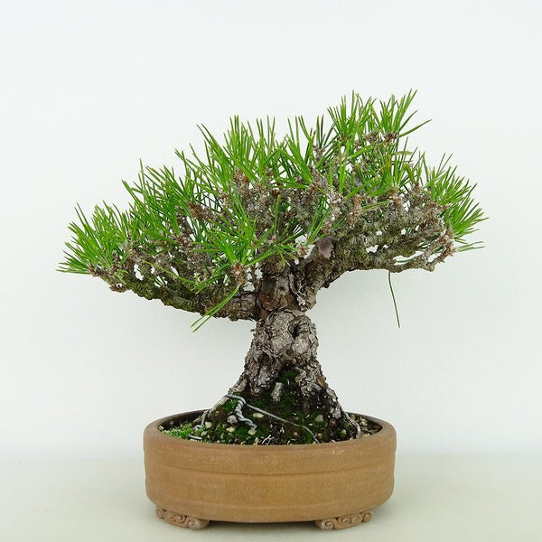 盆栽 松 黒松 樹高 約18cm くろまつ Pinus thunbergii クロマツ マツ科 常緑針葉樹 観賞用 小品 n1198406879