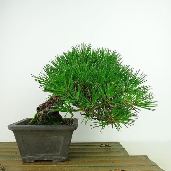 盆栽 松 黒松 樹高 上下 約16cm くろまつ Pinus thunbergii クロマツ マツ科 常緑針葉樹 観賞用 小品 l1198414553