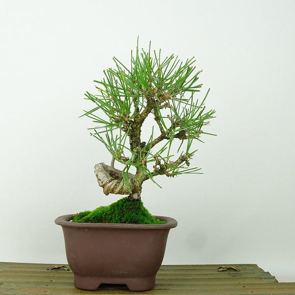 盆栽 松 黒松 樹高 約16cm くろまつ Pinus thunbergii クロマツ マツ科 常緑針葉樹 観賞用 小品 l1198407980