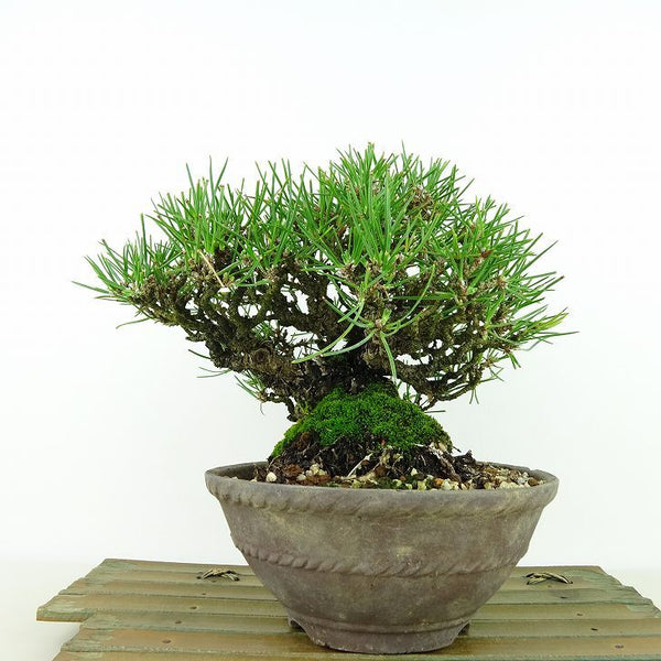 盆栽 松 黒松 樹高 約16cm くろまつ Pinus thunbergii クロマツ マツ科 常緑針葉樹 観賞用 小品 q1198416763
