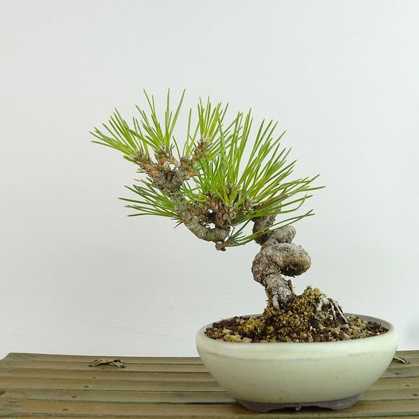 盆栽 松 黒松 樹高 約14cm くろまつ Pinus thunbergii クロマツ マツ科 常緑針葉樹 観賞用 小品 r1198400846