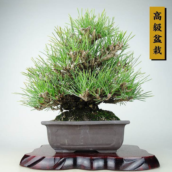 盆栽 松 黒松 瑞宝 樹高 約27cm くろまつ 高級盆栽 Pinus thunbergii クロマツ マツ科 常緑針葉樹 観賞用 s1198411632