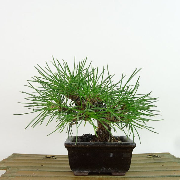 盆栽 松 黒松 樹高 約13cm くろまつ Pinus thunbergii クロマツ マツ科 常緑針葉樹 観賞用 小品 w1198410720
